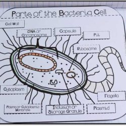 Meiosis internet lesson answer key pdf