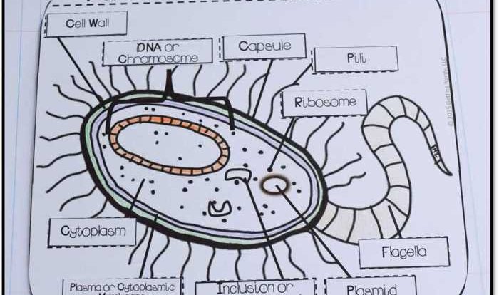 Meiosis internet lesson answer key pdf