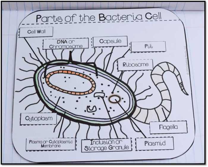 Meiosis internet lesson answer key pdf