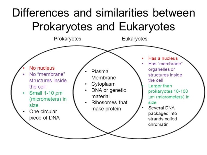 Venn eukaryotic diagram