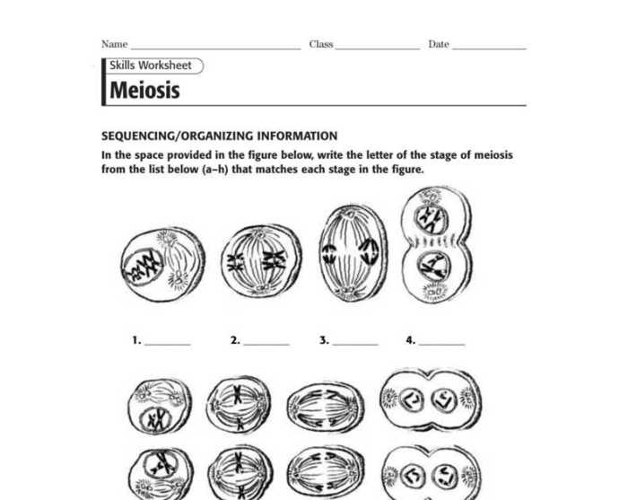 Meiosis internet lesson answer key pdf