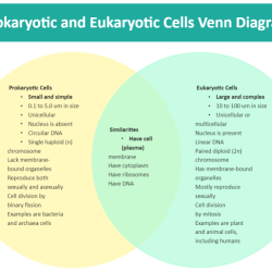 Eukaryote vs prokaryote venn diagram