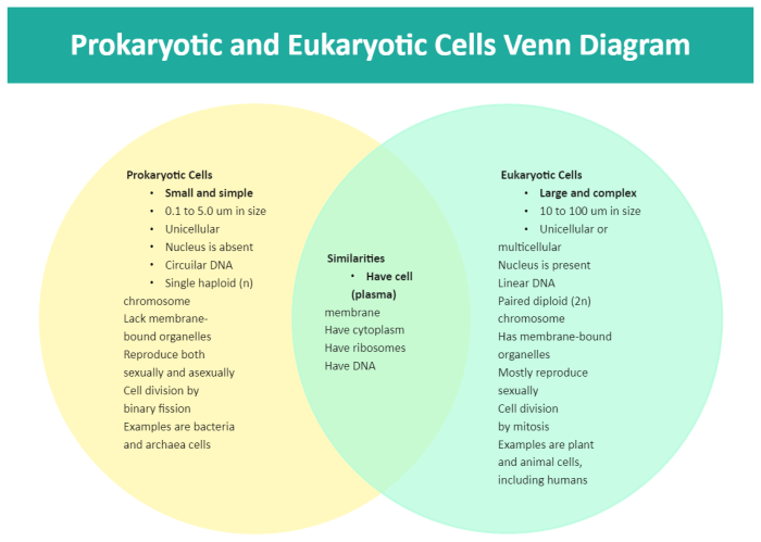 Eukaryote vs prokaryote venn diagram