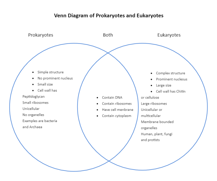 Venn diagram prokaryotic eukaryotic cells comparing template docx tes make resource pdf kb resources