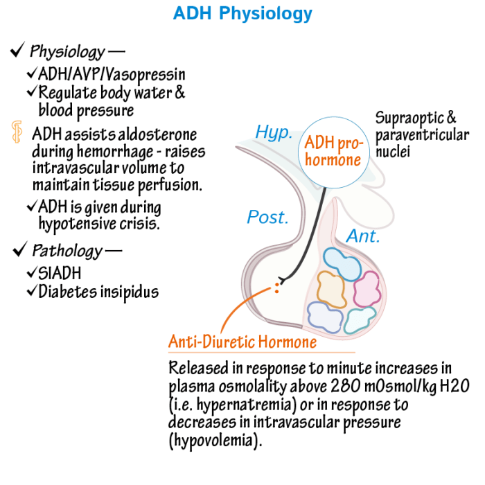 Hormone diuretic nephron diuretics renal kidney reabsorption physiology adh hormones nursing antidiuretic pathophys pathophysiology showing pharmacology aldosterone fisiologia tubule collecting