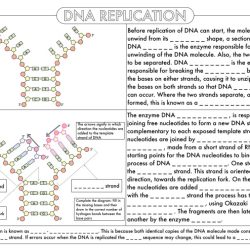 Proteins and protein structure worksheet answer key