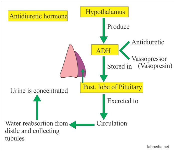 Which of the following promotes the formation of dilute urine