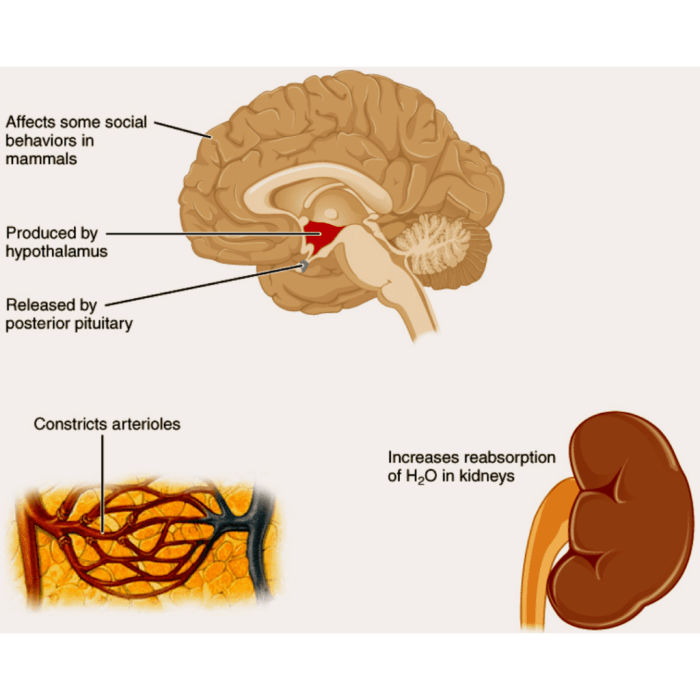 Hormone antidiuretic adh assignment point assignmentpoint