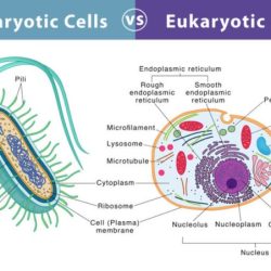 Prokaryotic cells structure cell prokaryotes lack nucleus organelles chloroplasts membrane flagella capsule eukaryotes mitochondria means bound often visual guide slimy