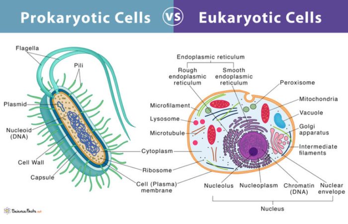 Prokaryotic cells structure cell prokaryotes lack nucleus organelles chloroplasts membrane flagella capsule eukaryotes mitochondria means bound often visual guide slimy