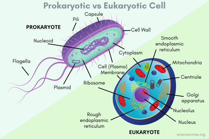 Select all the true statements concerning prokaryotic organisms