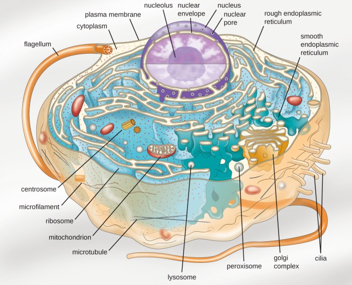 Eukaryotes prokaryotes sciencefacts