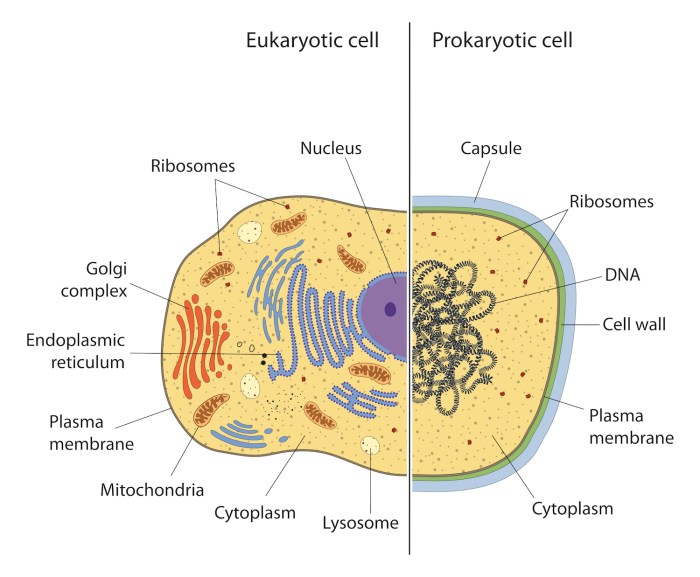 Select all the true statements concerning prokaryotic organisms